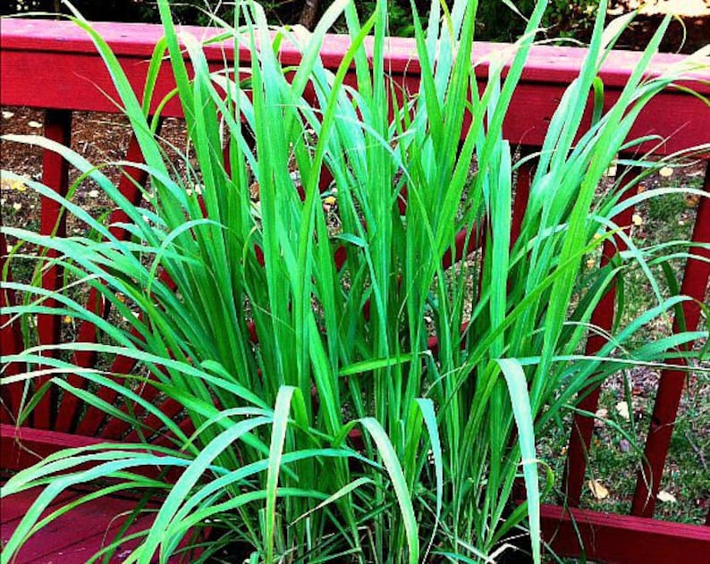 Lemongrass, 20 fresh seeds, Asian herb, fragrant, soothing bath, perennial in warm zones 9-11, container plant, lovely image 5