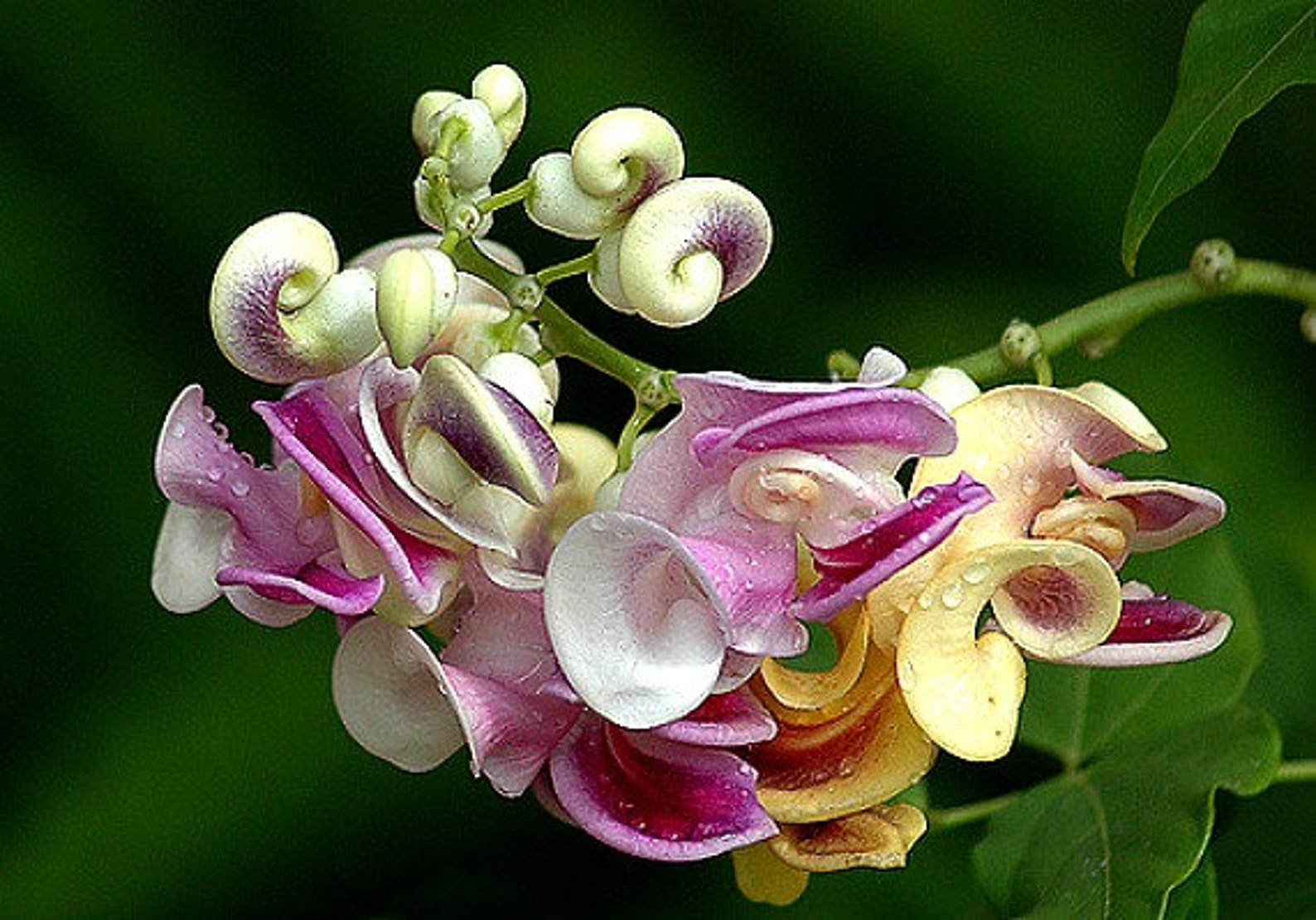 Fragrant Corkscrew Vine Phaseolus caracalla 5 rare seeds Etsy