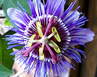 Passiflora edulis, 10, Purple Passionflower Vine, delicious fruit, fancy flowers, vigorous vine, spectacular blooms