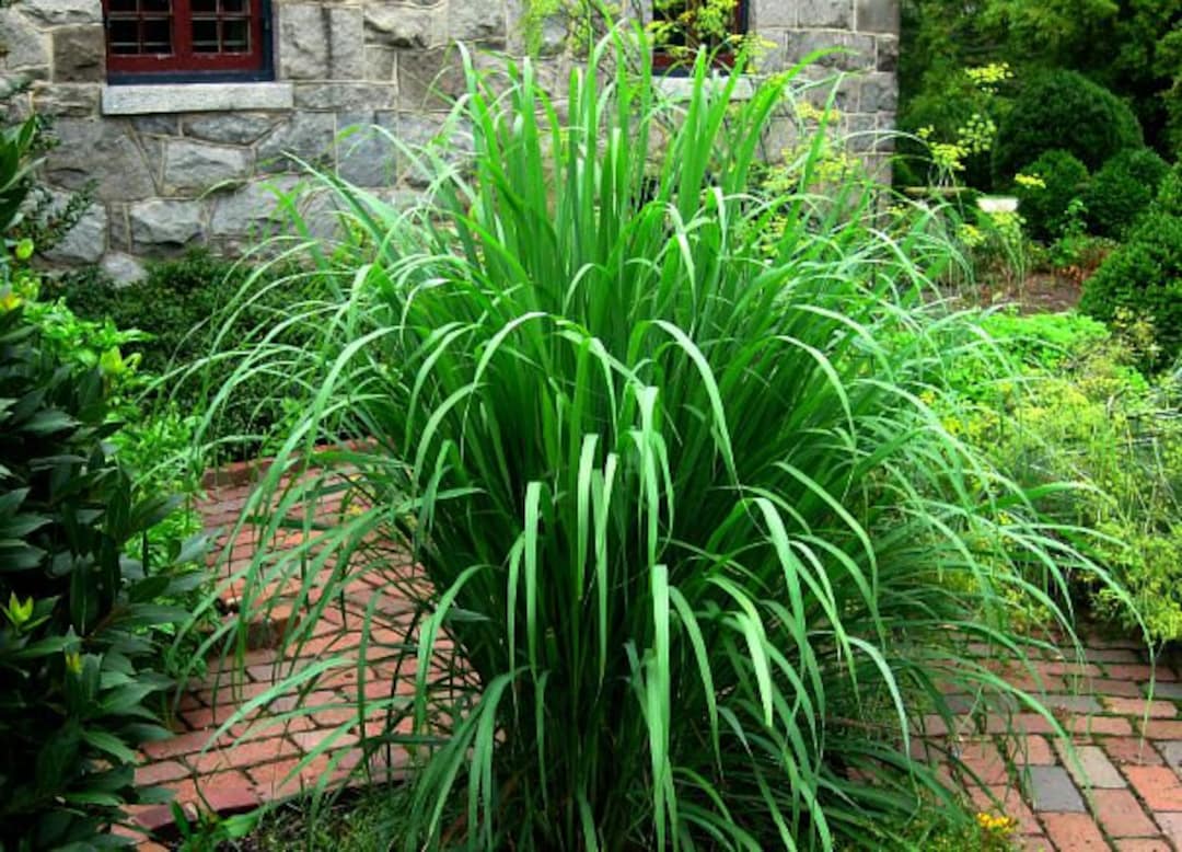 Lemongrass, 20 Fresh Seeds, Asian Herb, Fragrant, Soothing Bath