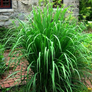 Lemongrass, 20 fresh seeds, Asian herb, fragrant, soothing bath, perennial in warm zones 9-11, container plant, lovely image 1