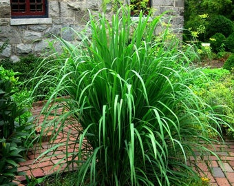 Citronnelle, 20 graines fraîches, herbe asiatique, parfumée, apaisante pour le bain, vivace dans les zones chaudes 9-11, plante en pot, belle