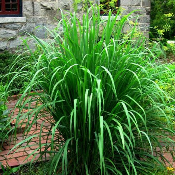 Lemongrass, 20 fresh seeds, Asian herb, fragrant, soothing bath, perennial in warm zones 9-11, container plant, lovely
