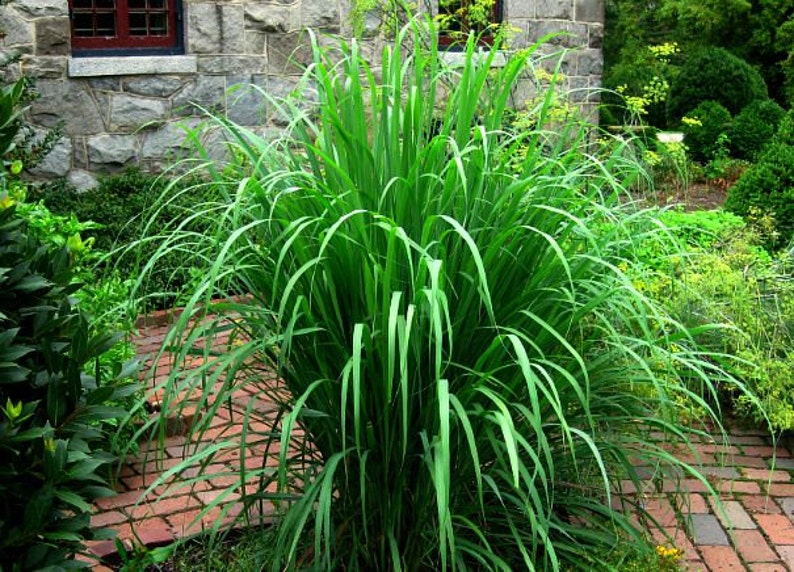 Lemongrass, 20 fresh seeds, Asian herb, fragrant, soothing bath, perennial in warm zones 9-11, container plant, lovely image 1