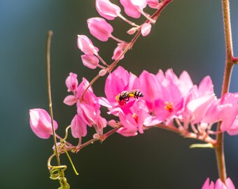 Antigonon Leptopus, Coral Love Vine, 10 Seeds, Vibrant Pink