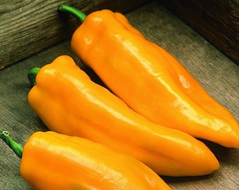 Marconi doré, piment doux à rôtir, 10 graines, héritage italien, excellentes plantes fraîches ou grillées, productives, marché de producteurs voyant, sans OGM
