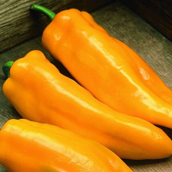 Golden Marconi, Sweet Roasting Pepper, 10 seeds, Italian heirloom, great fresh or grilled, productive plants, farmers market showy, non GMO
