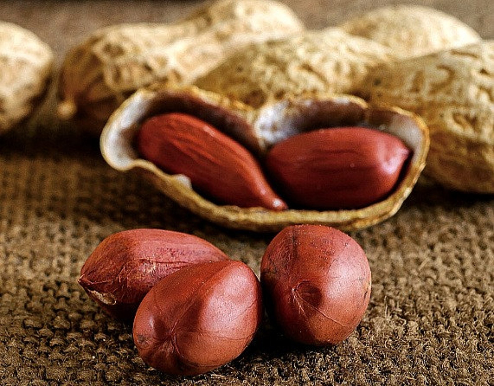 Discover Premium Peanut Seeds: Find The Closest Supplier For Your Needs