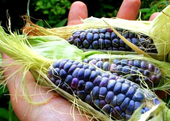 Baby Blue Jade Corn, 20 Rare Seeds, Non GMO, Dwarf Heirloom, Miniature  Plants, Tiny Cobs, Sweet and Tasty, Fun for Kids - Etsy