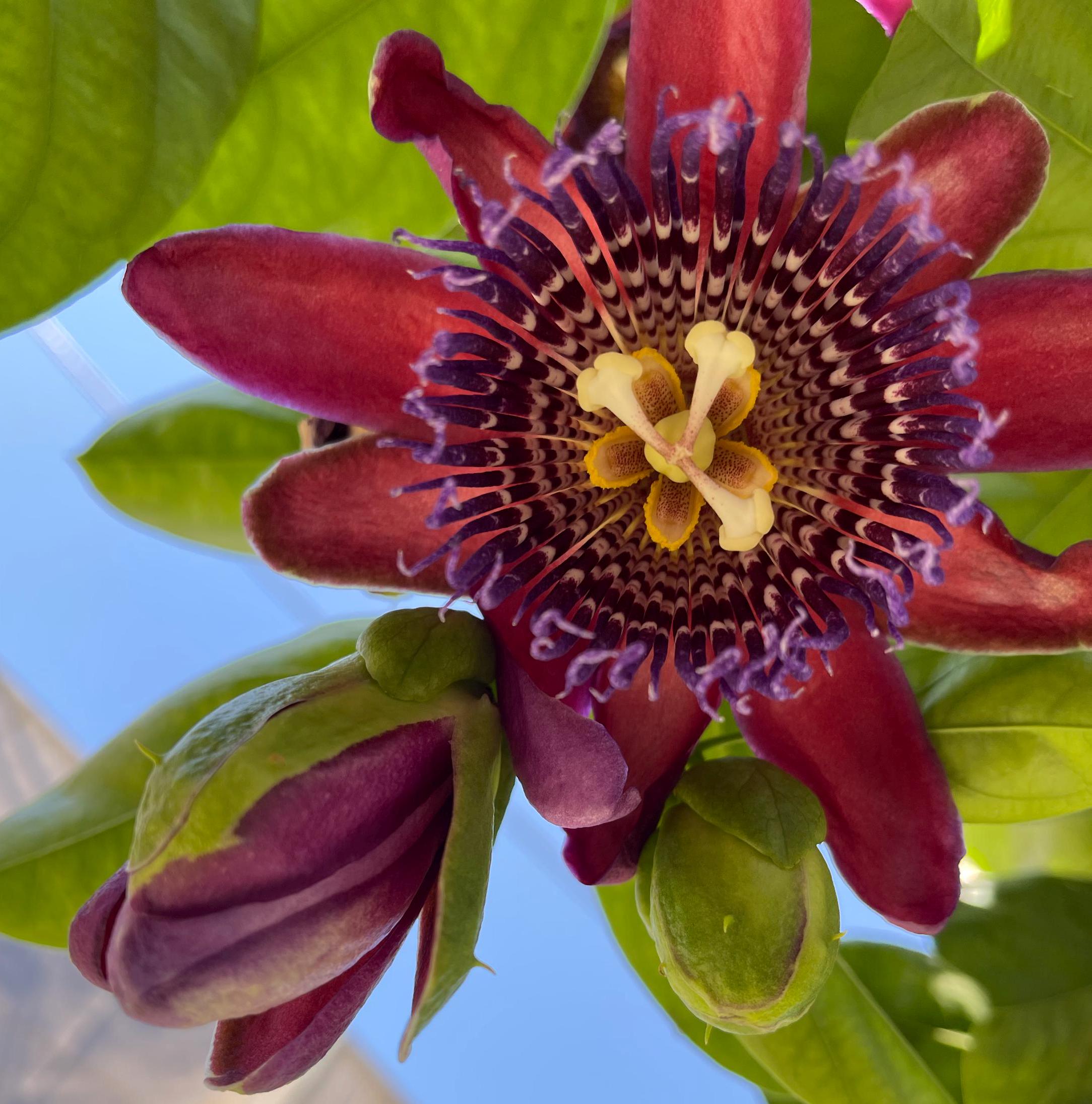 Passiflora Quadrangularis, Giant Granadilla 10 Fresh Seeds