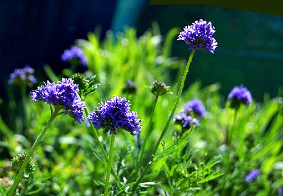 Blue Thimble Flower, 250 seeds, Gilia capitata, blue wildflower
