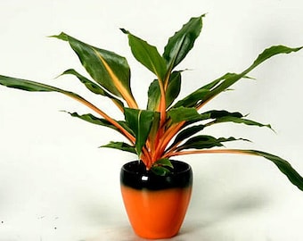 Mandarin Plant, easy houseplant, 10 seeds, Chlorophytum, orange stems, showy foliage, shade garden, as easy to grow as a spider plant