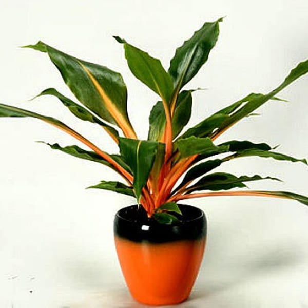 Mandarin Plant, easy houseplant, 10 seeds, Chlorophytum, orange stems, showy foliage, shade garden, as easy to grow as a spider plant