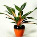 see more listings in the Exotic Plants section