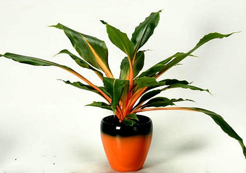 May include: A potted houseplant with green and orange leaves in a black and orange pot. The plant has long, narrow leaves with a bright orange stripe down the center.