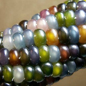 Glass Gem Corn, gorgeous, 20 seeds, rare heirloom, original strain, non GMO, ornamental flint corn, legendary beauty, Gem Corn Seed image 3