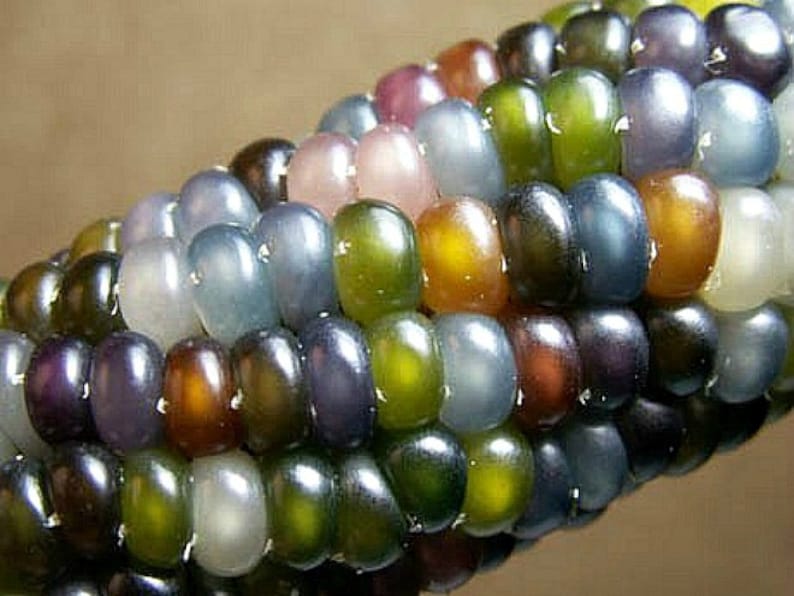 Glass Gem Corn, gorgeous, 20 seeds, rare heirloom, original strain, non GMO, ornamental flint corn, legendary beauty, Gem Corn Seed image 3