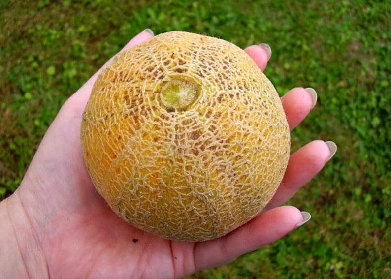 Melon ancien Midget du Minnesota, 10 graines, fruit super sucré, sans OGM, vignes compactes, mûrit tôt, courte saison, jardin en pot image 2