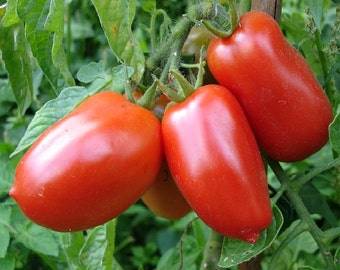 San Marzano tomato, Italian heirloom, 15 seeds, cook's favorite, sauces and canning, very productive, Certified Organic