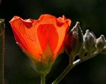 Desert Mallow, Sphaeralcea, 15 rare seeds, showy blooms year round, grows quickly, drought tolerant, zones 6 to 10, cool hedge, cut flower