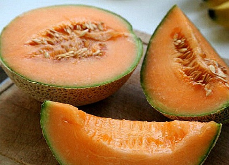 Melon ancien Midget du Minnesota, 10 graines, fruit super sucré, sans OGM, vignes compactes, mûrit tôt, courte saison, jardin en pot image 5