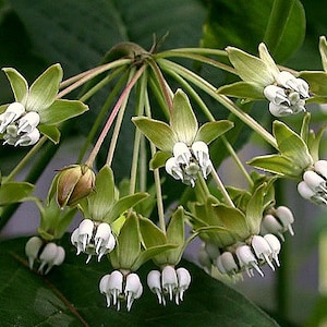 Asclepias exaltata, Poke Milkweed, 10 rare seeds, moist cool shade, tall pale pink fragrant blossoms, zones 4 to 7, plant in fall, Monarchs