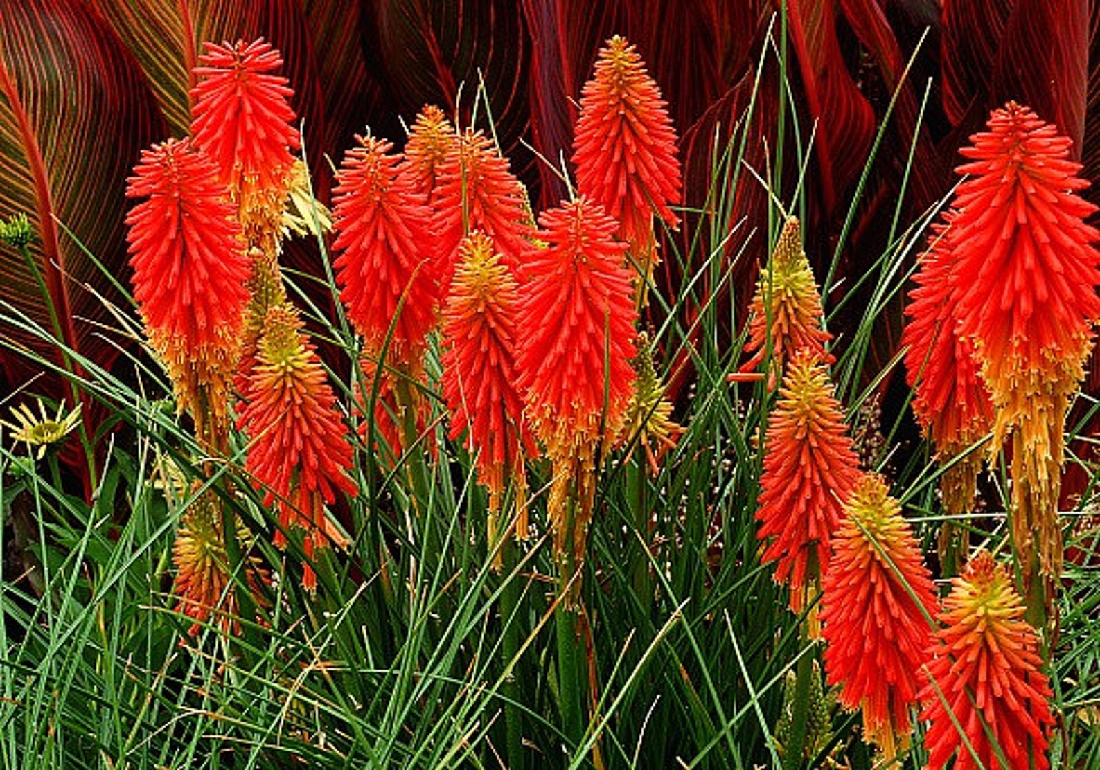 Torch Lily Tritoma Kniphofia Red Hot Poker 20 Seeds Flashy Etsy