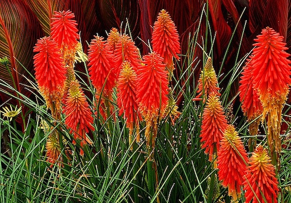 Torch Lily, Tritoma Kniphofia, Red Hot Poker, 10 Seeds, Flashy
