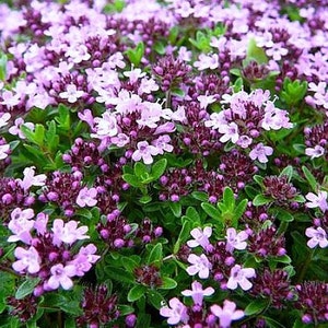 Creeping Thyme ground cover, 1000 seeds, fragrant herb, pink blooms, perennial zones 4 to 9, sun or light shade, deerproof, Thymus serpyllum Bild 3