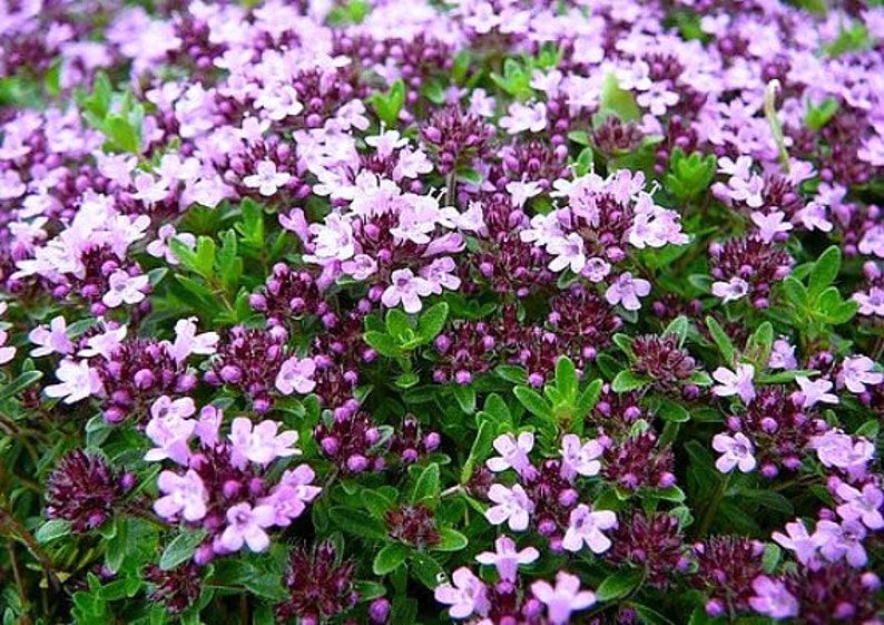 Creeping Thyme ground cover, 1000 seeds, fragrant herb, pink blooms, perennial zones 4 to 9, sun or light shade, deerproof, Thymus serpyllum image 3