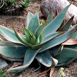 Coral Aloe, Aloe striata, 15 seeds, showy succulent, vivid winter blooms, drought tolerant, desert garden, or container plant, easy to grow image 5