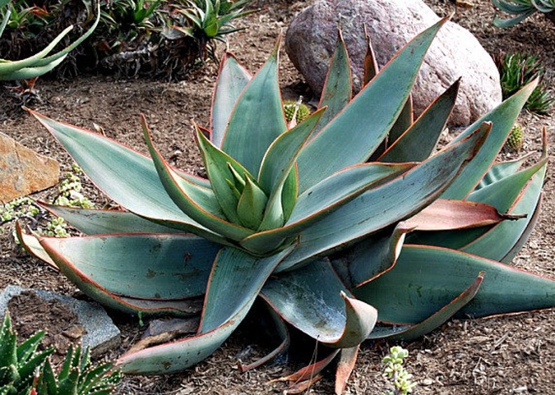 Coral Aloe, Aloe striata, 15 seeds, showy succulent, vivid winter blooms, drought tolerant, desert garden, or container plant, easy to grow image 5