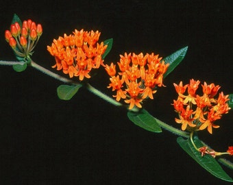 Asclepias tuberosa,  Butterfly Milkweed, 25 seeds, easy wildflower, perennial in all  zones, Monarch butterfly, drought tolerant