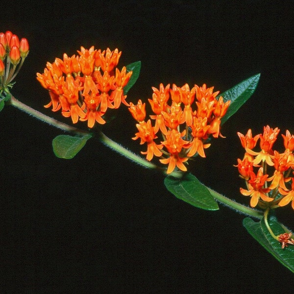 Asclepias tuberosa,  Butterfly Milkweed, 25 seeds, easy wildflower, perennial in all  zones, Monarch butterfly, drought tolerant