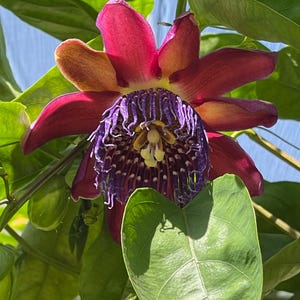 Passiflora quadrangularis, Giant Granadilla 10 fresh seeds, fragrant blooms,big tasty fruit, robust climber, lovely tea