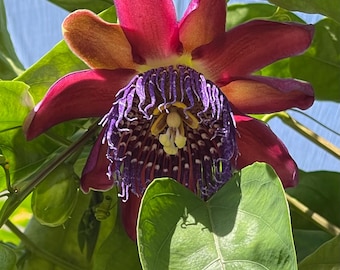 Passiflora Quadrangularis, Giant Granadilla 10 Fresh Seeds