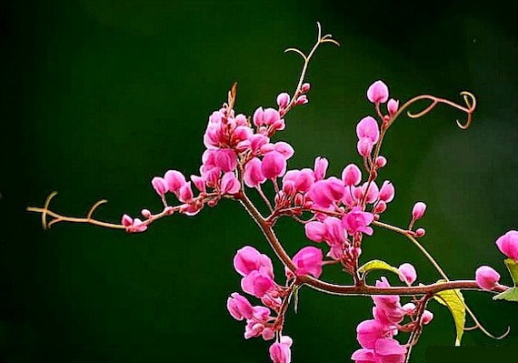 Antigonon Leptopus Coral Love Vine 10 Seeds Vibrant Pink - Etsy Israel
