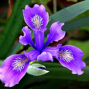 Pacific Coast Iris, Iris douglasiana, 10 seeds, wild iris, brilliant blooms, ground cover, sun or shade, perennial zones 8-9, drought or wet