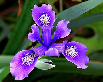 Pacific Coast Iris, Iris douglasiana, 10 seeds, wild iris, brilliant blooms, ground cover, sun or shade, perennial zones 8-9, drought or wet