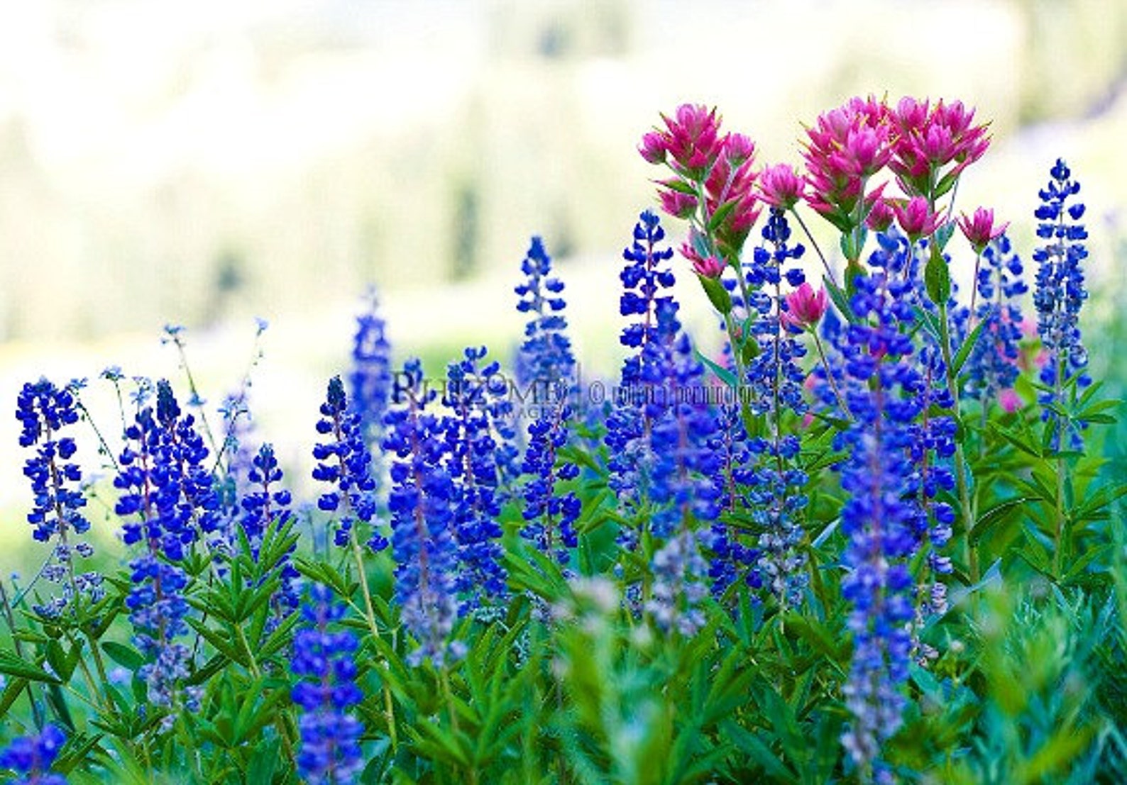 Wild Blue Lupine 50 bulk seeds thrives any zone drought | Etsy