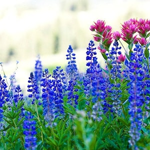 May include: A field of blue lupine flowers with pink wildflowers in the background.