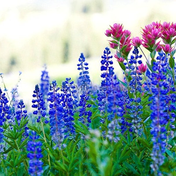 Wild Blue Lupine, 50 bulk seeds, thrives any zone, drought tolerant, feeds bees, butterflies, deerproof, great cut flower, cover a hillside