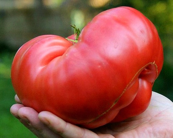 Pink Brandywine 'sudduth's Strain', 15 Seeds, Non GMO, Hefty Heirloom  Tomato, Luscious Flavor, Too Big for a Sandwich, All Over Your Shirt -   Ireland