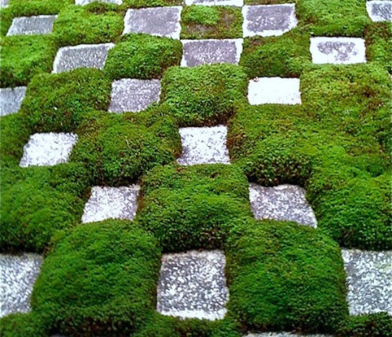 creeping thyme ground cover seed creeping thyme ground cover seed