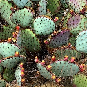 Opuntia Santa Rita Cactus, 10 seeds, purple pads, yellow flowers, magenta fruit, Opuntia violacea, drought tolerant, ornamental cactus image 8