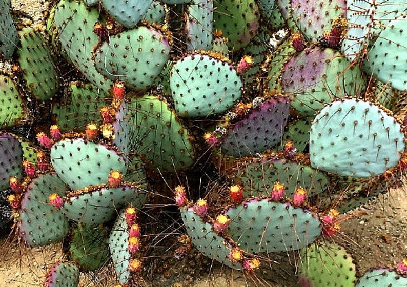 Opuntia Santa Rita Cactus, 10 seeds, purple pads, yellow flowers, magenta fruit, Opuntia violacea, drought tolerant, ornamental cactus image 8