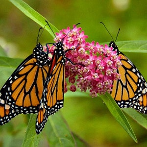 Asclepias sullivantii, Prairie Milkweed, Smooth Milkweed, 10 seeds, fragrant pink blooms, hardy zones 4 to 7, endangered, great cut flower image 3