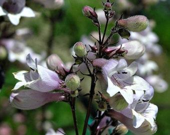 Foxglove Beardtongue, Penstemon digitalis, fleurs blanches à froufrous, 100 graines, Huckser Red, zones 4-10, plante résistante, preuve de cerf, fleur coupée