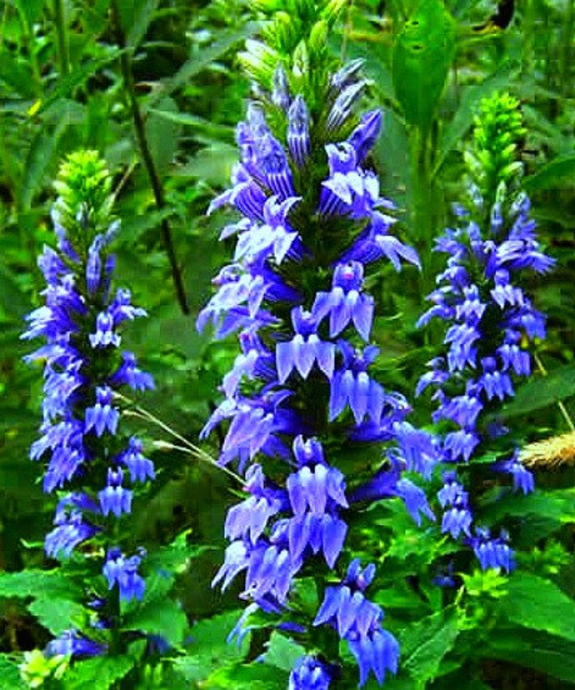 Lobelia Siphilitica 200 Seeds Great Blue Lobelia Electric | Etsy