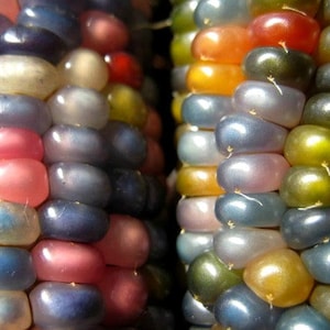 Glass Gem Corn, gorgeous, 25 seeds, rare heirloom, original strain, non GMO, ornamental flint corn, legendary beauty, Gem Corn Seed image 4